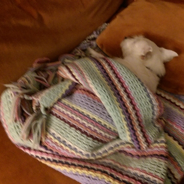Lucy snuggled on the couch